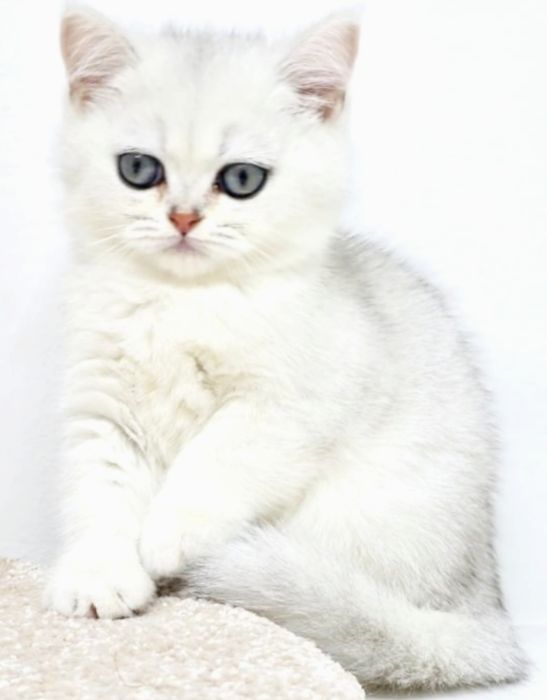 Котики и кошечки британские