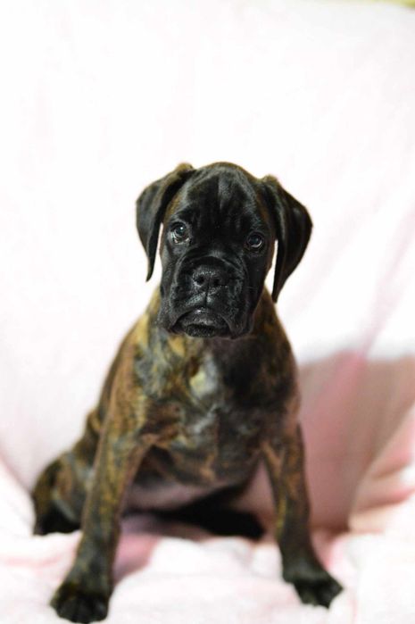 Pui Boxer cu pedigree