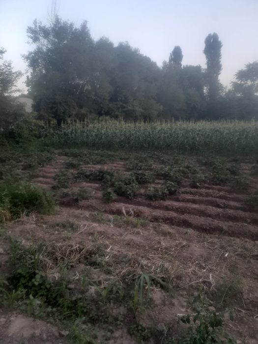 Ер сотилади 7 сотох Денов тумани (эски масква калхоз)