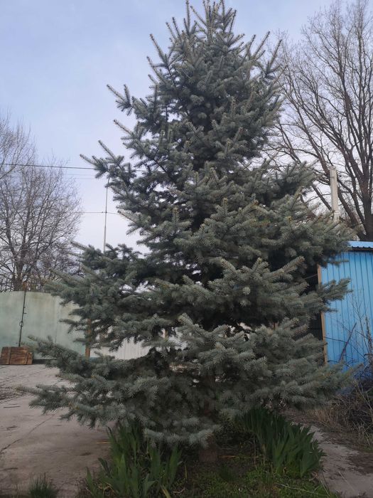Голубая ель 3, 5метра