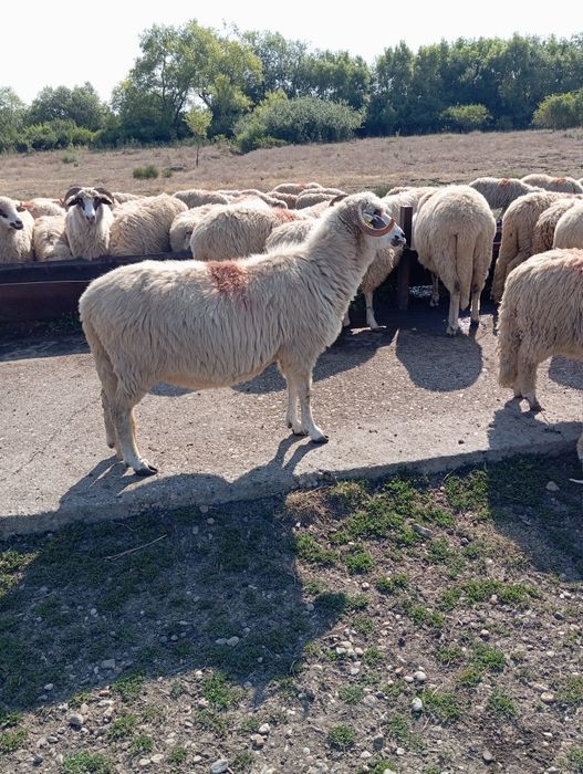De vânzare oi băle