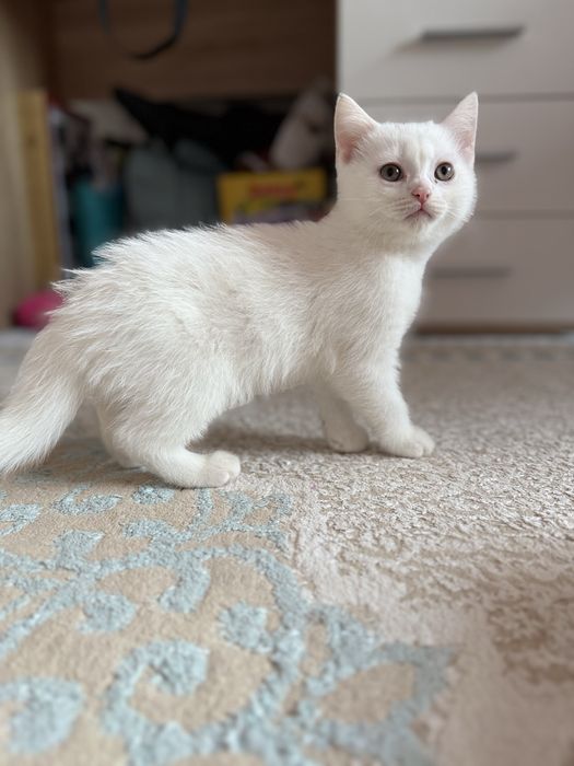 Кот белый британец