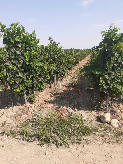 Vand 4,64 ha teren viticol cu plantatie de vita-de-vie – Carligele, Podgoria Cotesti, Vrancea