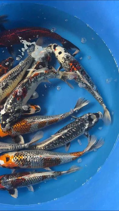 Коя декоративные рыбы Koya baliqla sotiladi