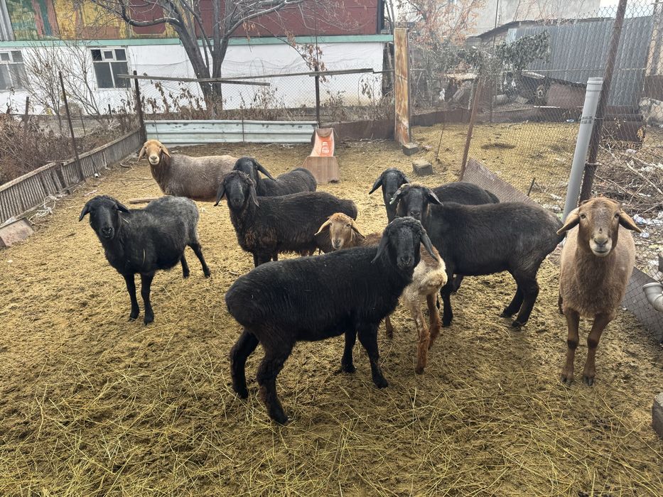 Семіз.    қойлар!!