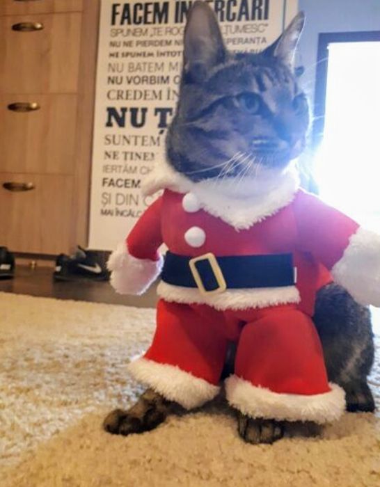 Costumaș Moș Crăciun pentru căței sau pisici