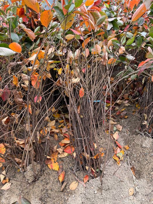 Zmeura remontanta ,mur fara spini,coacaz,agris,afin