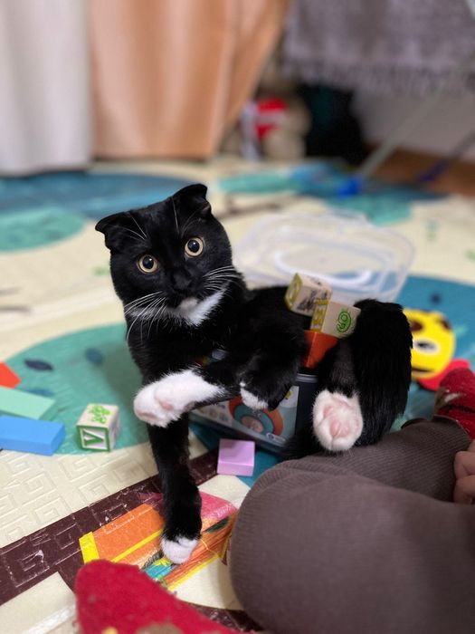 Отдам кота в добрые руки