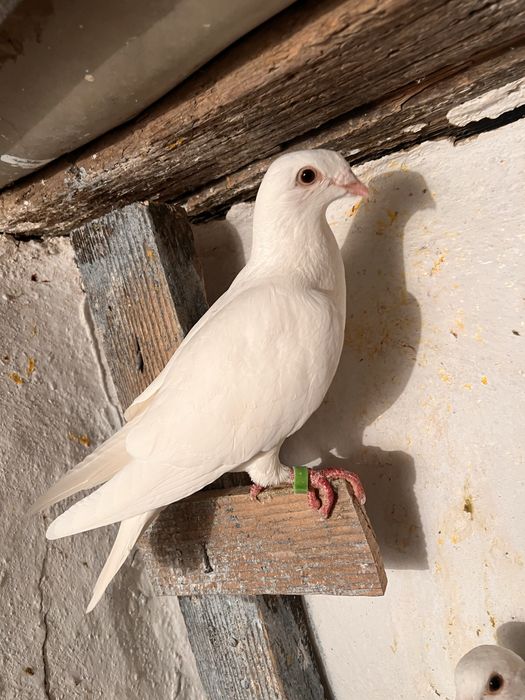 Vand 12 porunbei voiajori