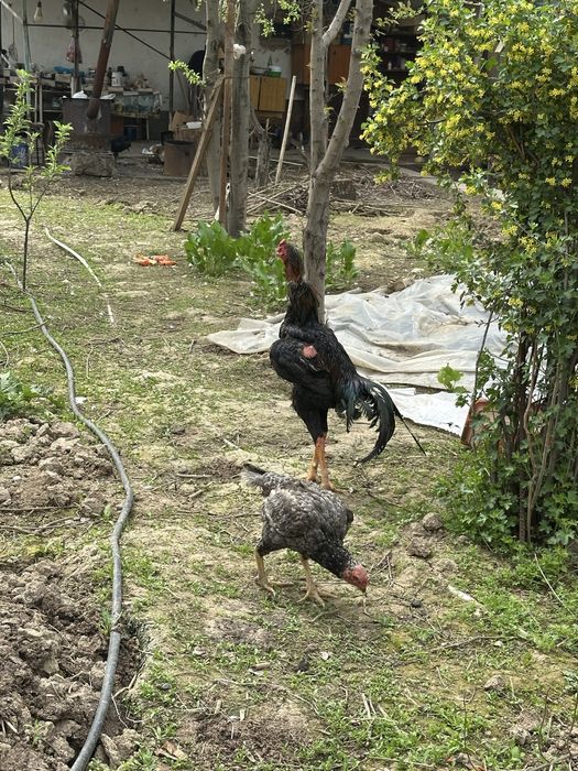 Boboqi xoroz  11 oylik