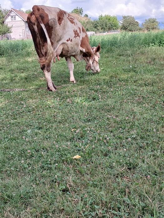 Vând vaca de 4 ani