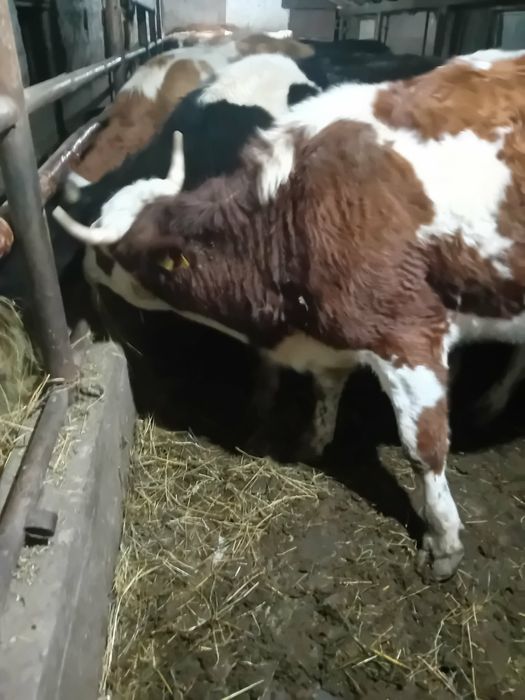 Junici vârstă 2 ani