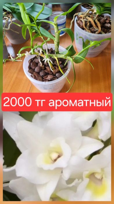 Продам    орхидеи
