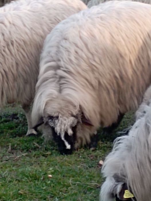 Oi bune și tinere de vanzare