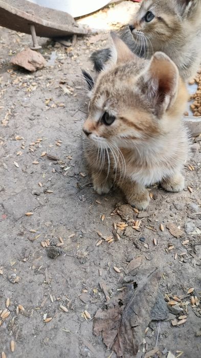 Pisici pentru adopție