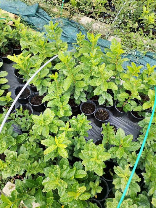 Лавровишна Новита