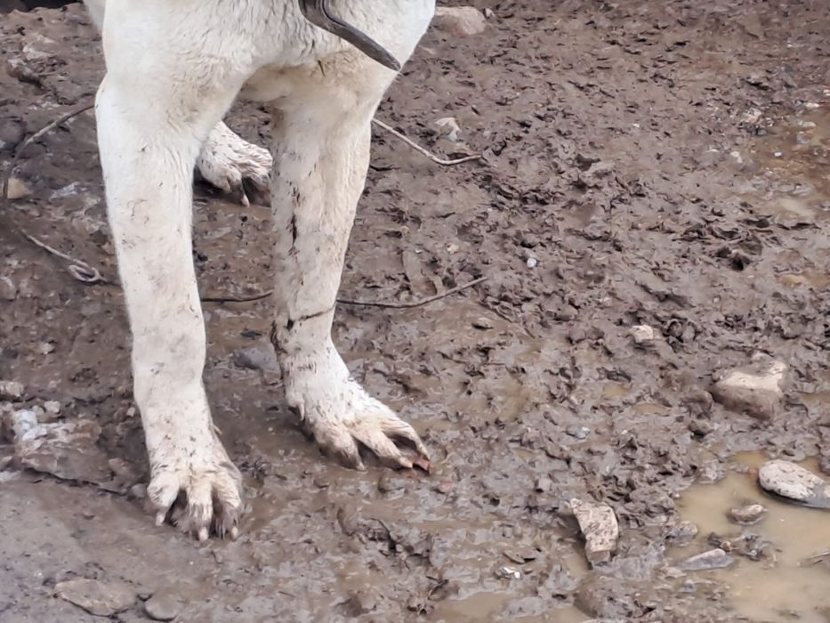 Собака тяж алабай