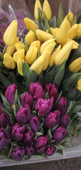Тюльпаны оптом от 420 тенге