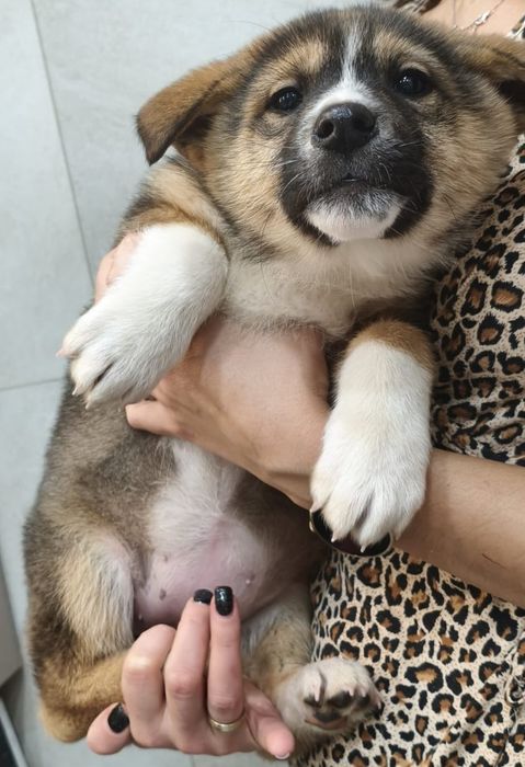 Щенки в добрые руки