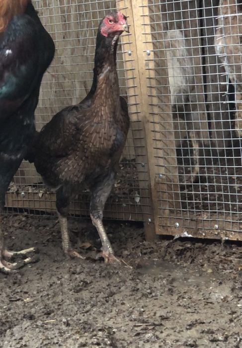 Продается боцовый