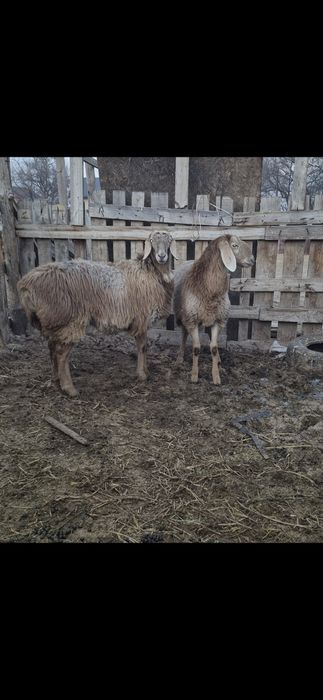 Арашан ұрғашы тоқтылар - ярки