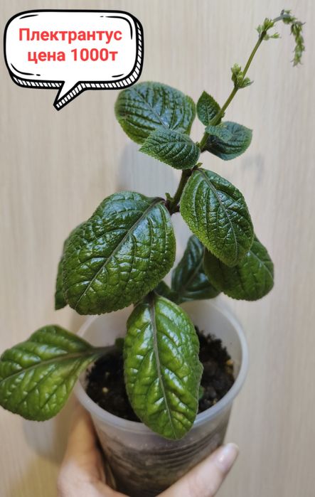 Продам комнатные цветы