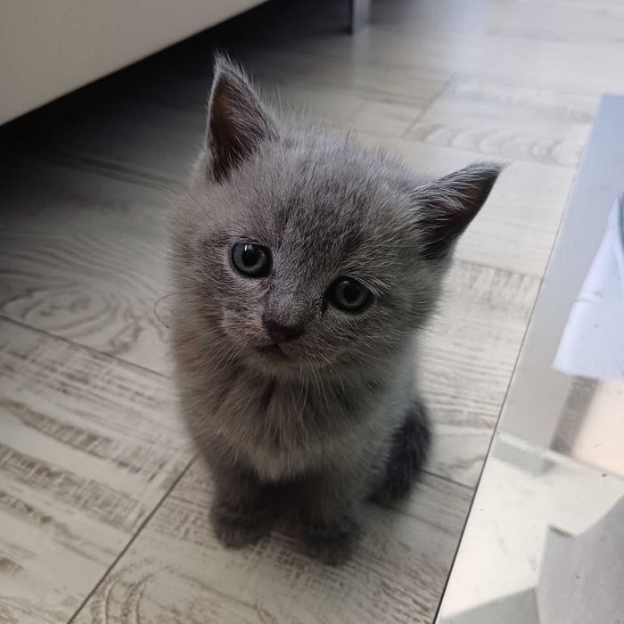 Котенца Британчета