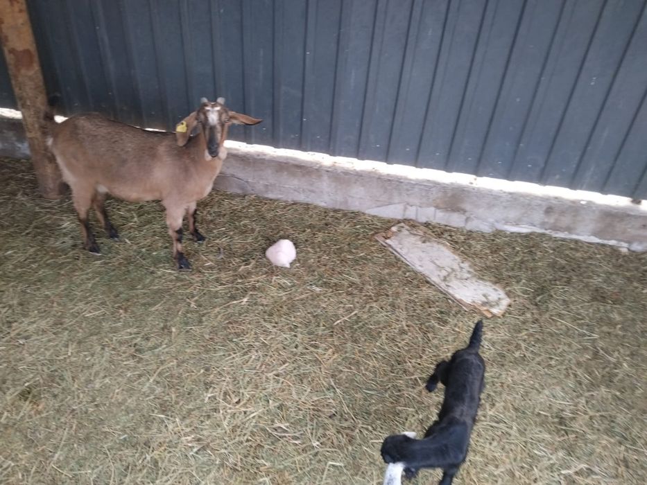 Алпиский шыбыш сатылады 1ши тума