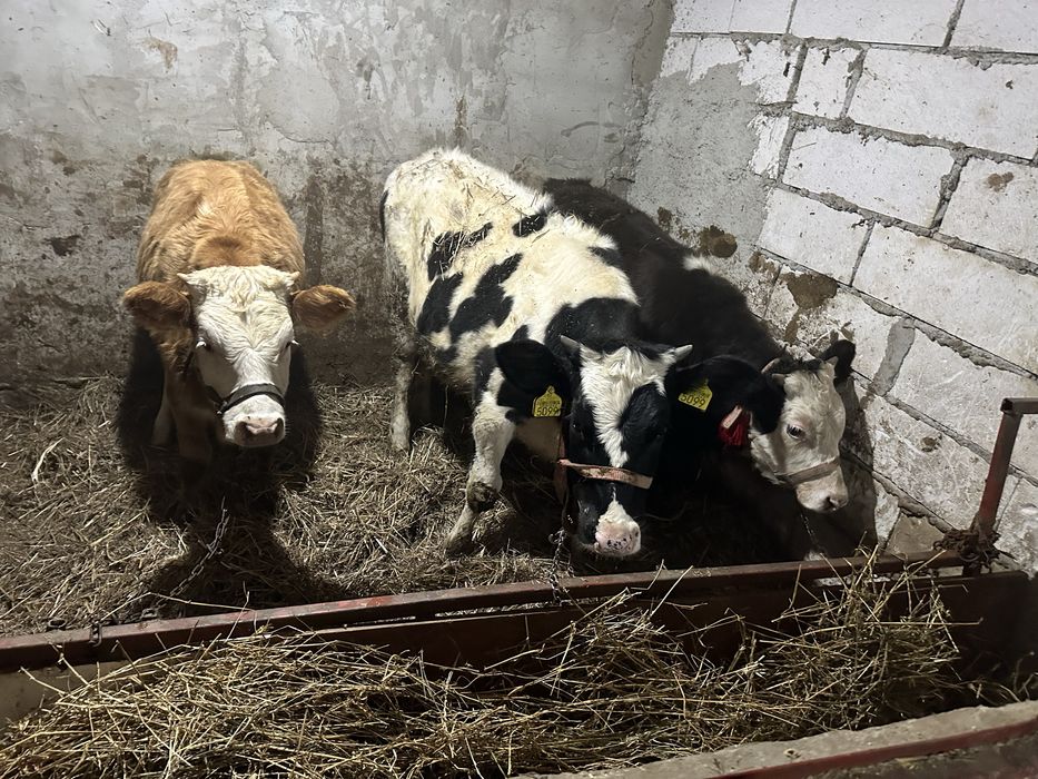 Vitei rasa de carne de vanzare sugari , semi-intarcati si intarcati