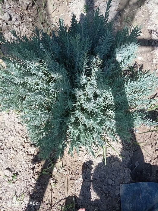 Lavanda gullari mavjud