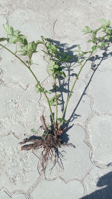 Ежемалина куст, коупная