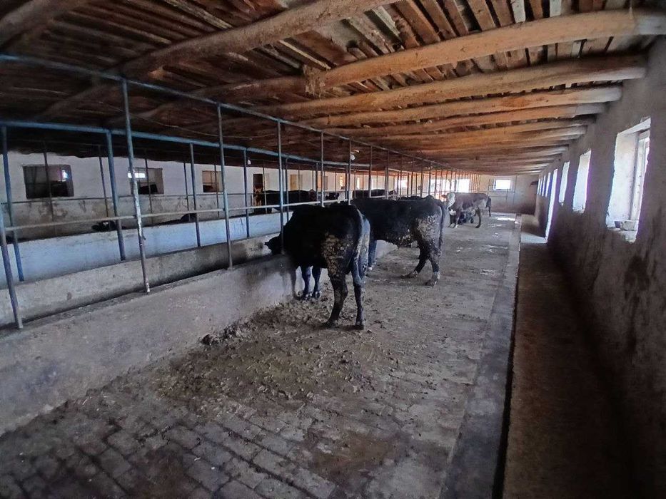 Продажа готовый бизнес 20соток Аргин Кипчок