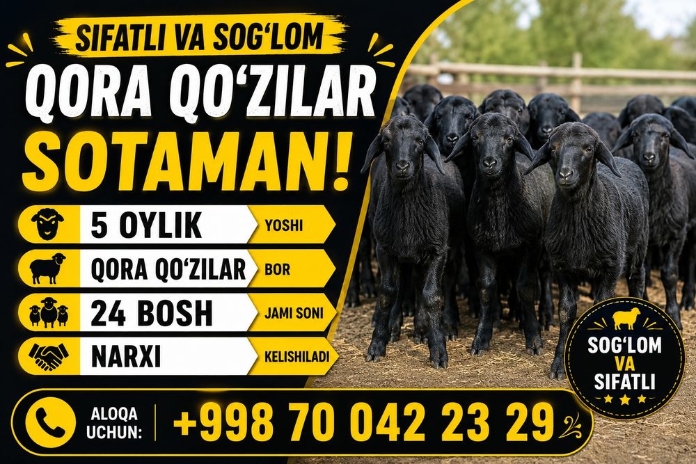 Arzon va sifatli. Qóz.