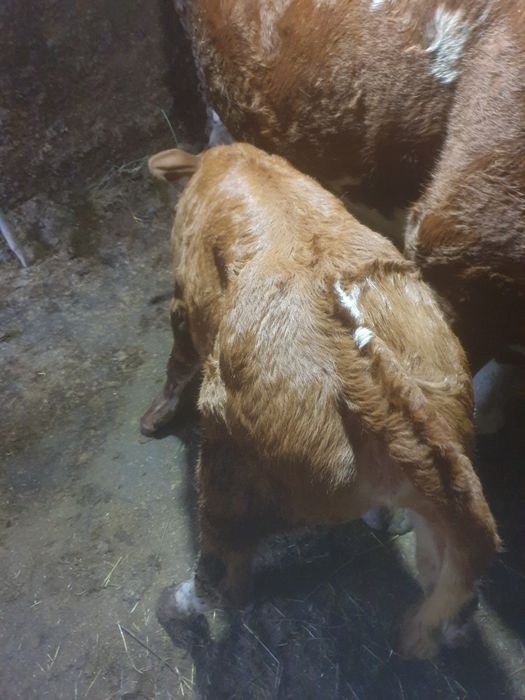 Vând vitea doua săptămâni, cu acte în regula , baltata romanesca