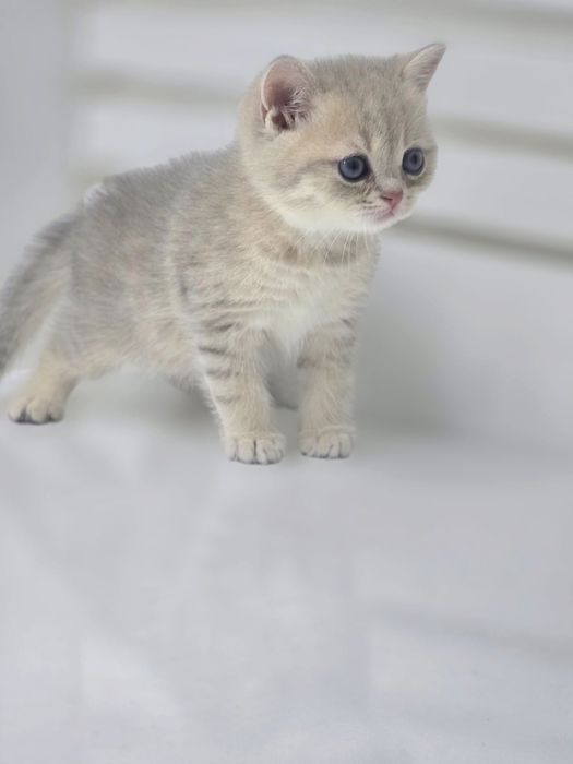 Котики британские ГолУбоЕ зоЛотО