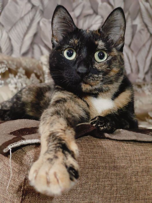 Отдам в добрые руки,умнейшую кошку