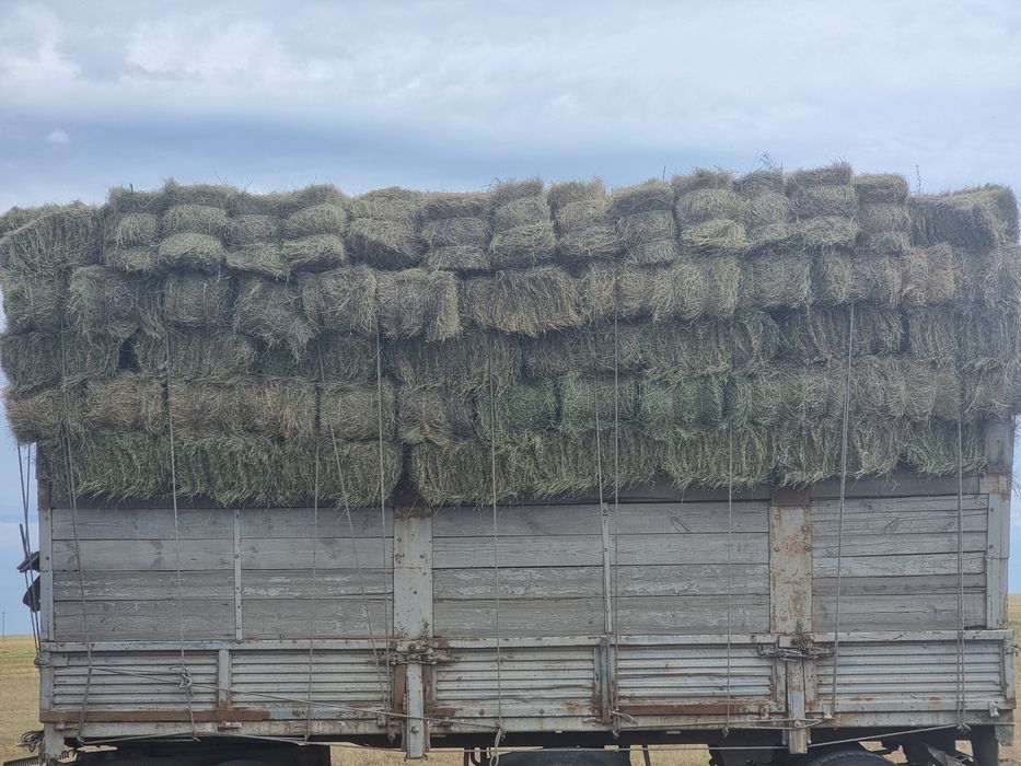 Продам сено в тюках житняк