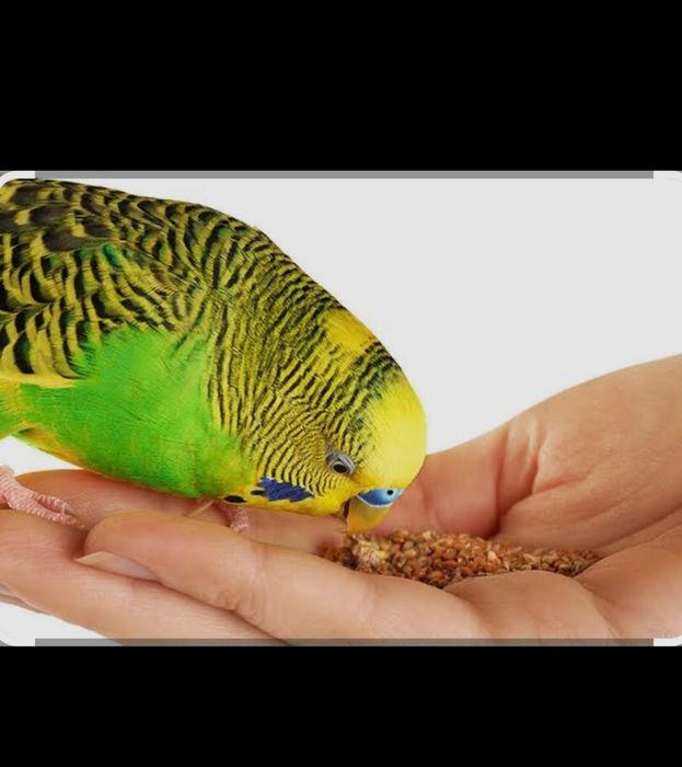 Корм для птиц и для грызунов