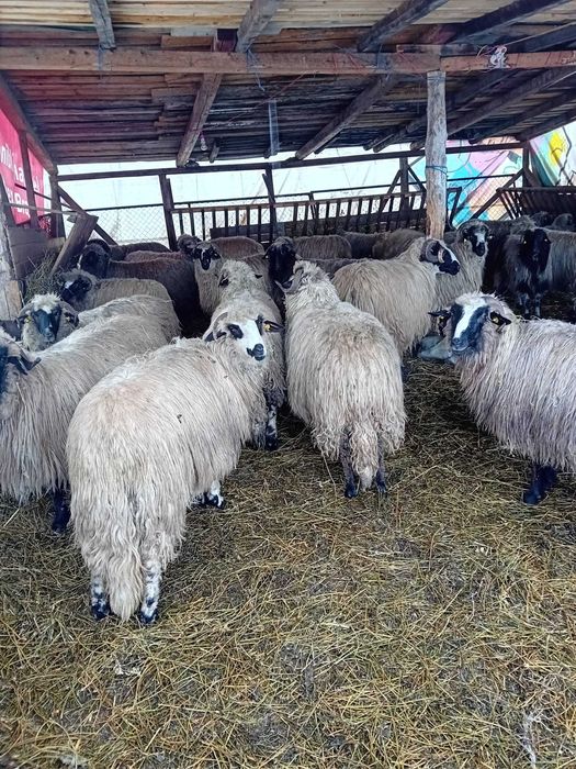 oi tinere de talie mare