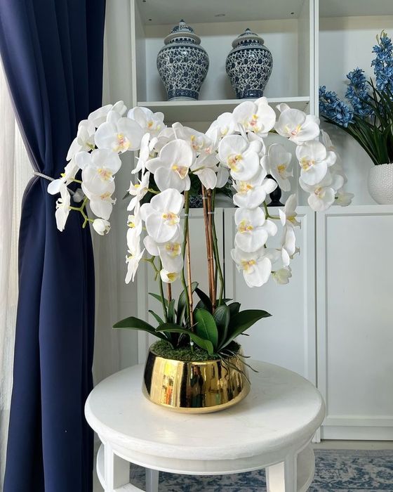 Orxideya hohlagan rangda hohlagan vetkada