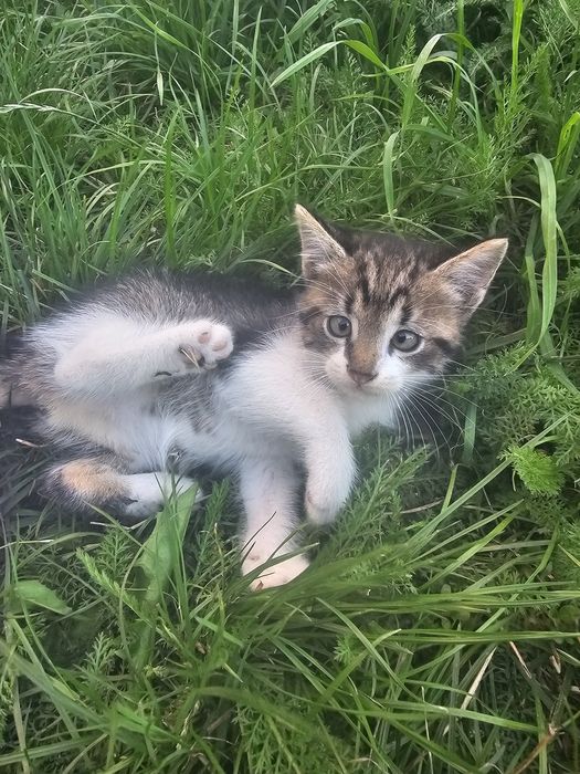 Ofer spre adopție acești pui de pisică, se atașează  repede și sunt foarte blânzi. Au două luni. Pentru mai multe informații  lăsați mesaj în privat!