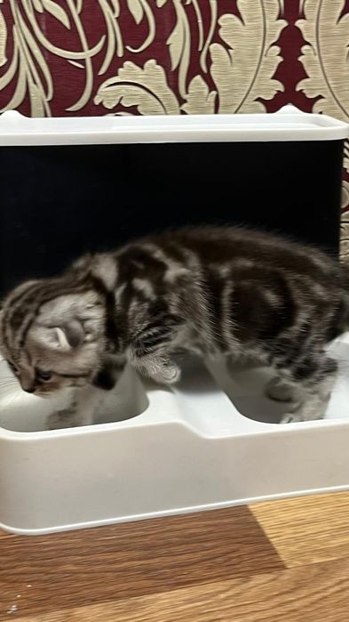 Шотландская кошка с родословной