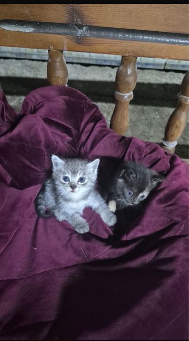 Котенок марғау мальенки