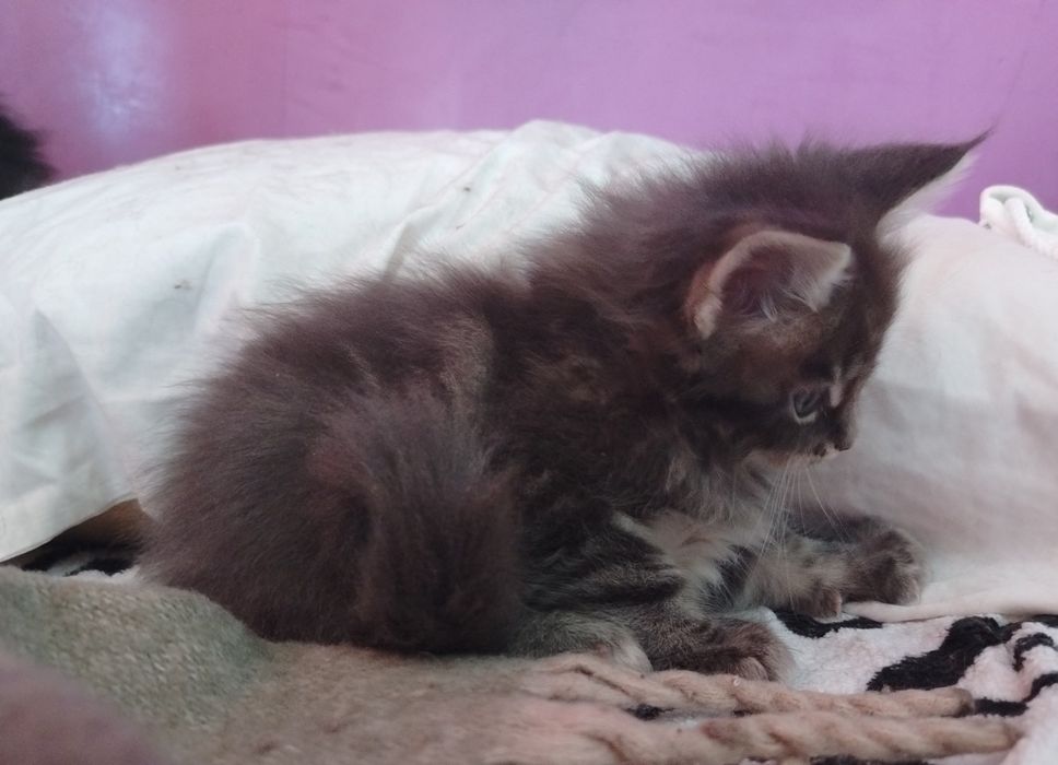 Băiețel Maine Coon