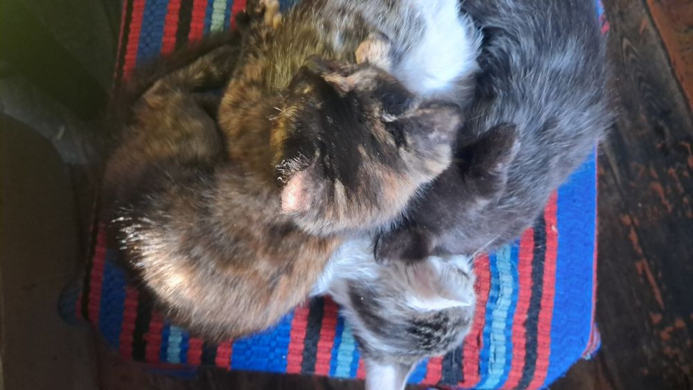 Котята 28 октября