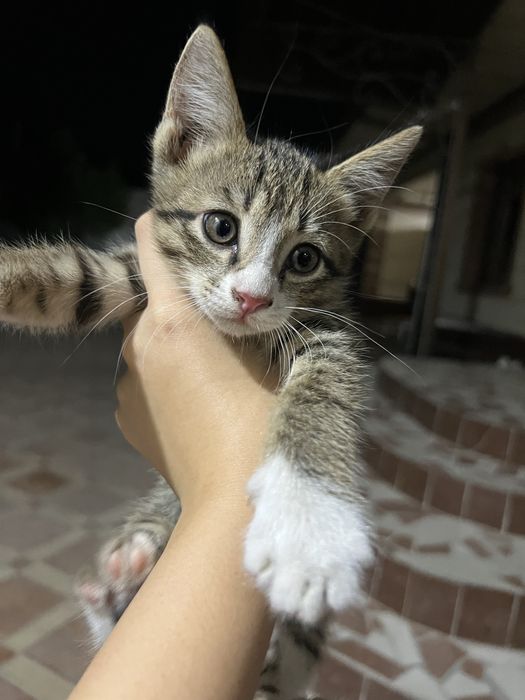 3 котенка домашних!