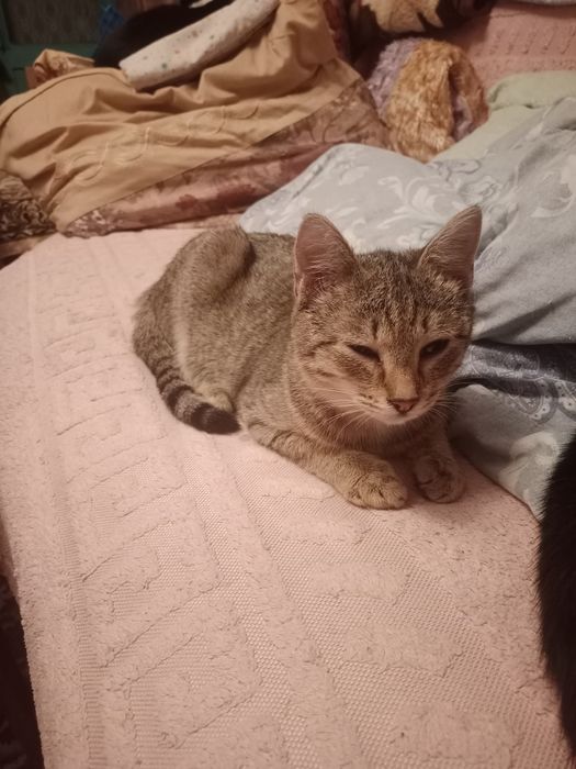 В добрые руки.котята мальчики и девочка