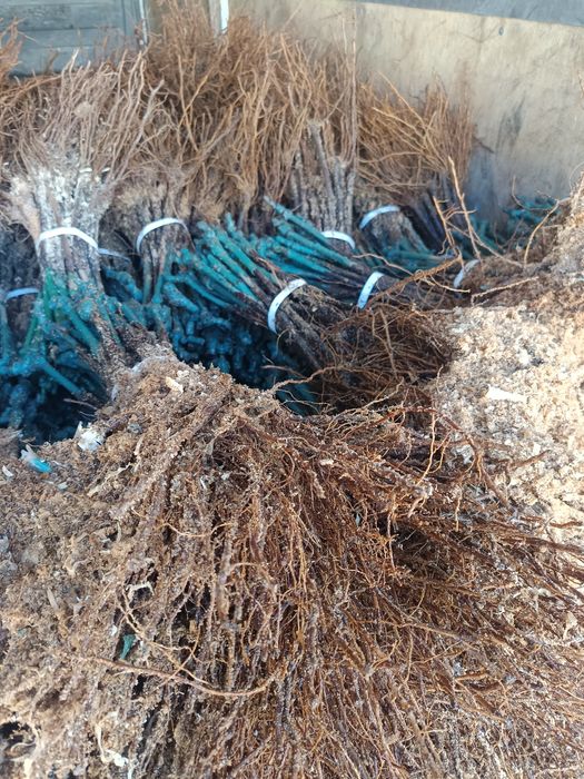 Лозов посадъчен материал