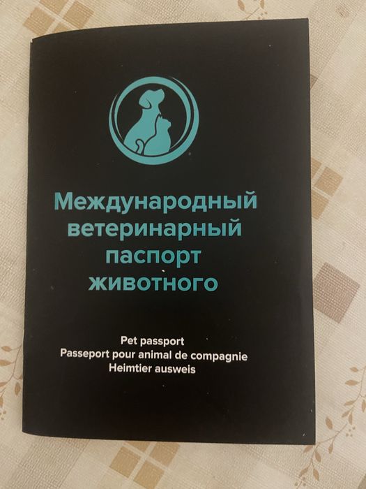 Шотландская вислоухая