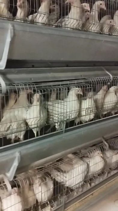 Loman sendi tuxum yoʻnnalishi tovuqlar sotiladi 7000dona bor